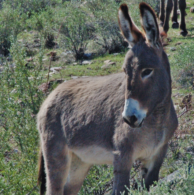 burro